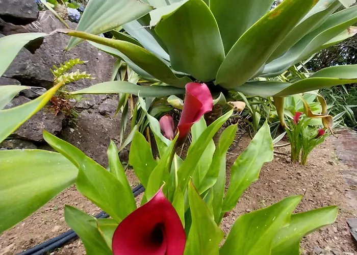 Holiday home Sitio Da Assumada *