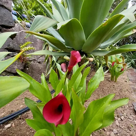 Ferienhaus Sitio Da Assumada *