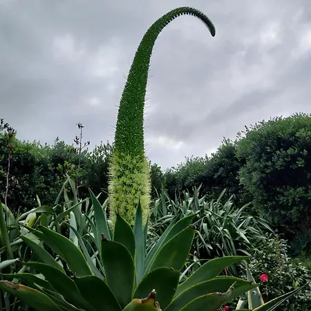 Ferienhaus Sitio Da Assumada Faja Grande