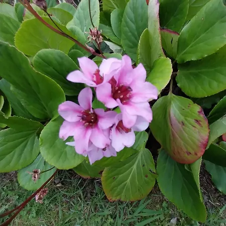 Sitio Da Assumada - Eco Turismo * Faja Grande