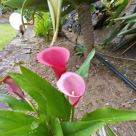 Σπίτι διακοπών Sitio Da Assumada *