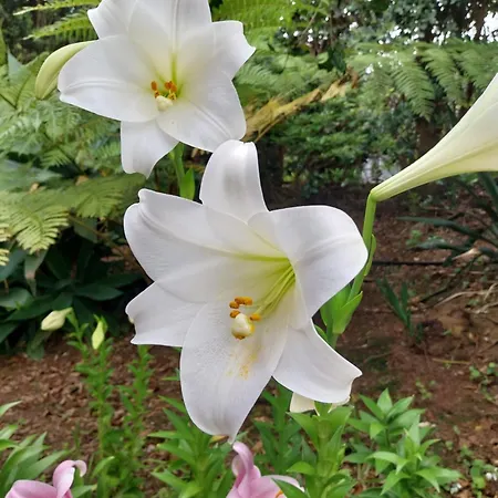 Ferienhaus Sitio Da Assumada Faja Grande