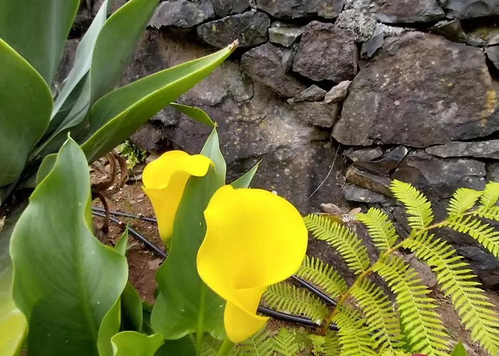 Sitio Da Assumada 度假居 Faja Grande