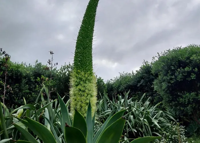 Casa de Férias Sítio Da Assumada Faja Grande