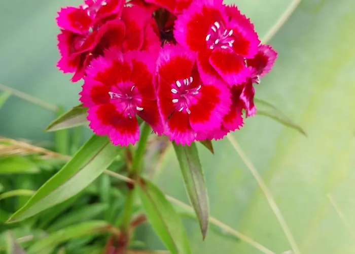 Sitio Da Assumada - Eco Turismo *