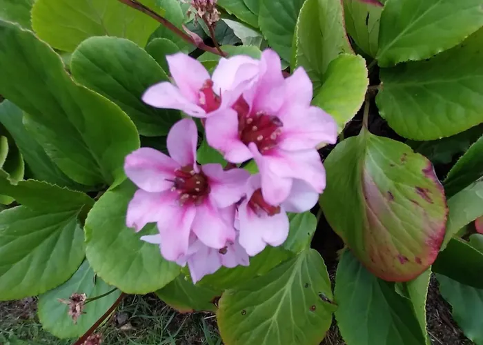 Sítio Da Assumada * Faja Grande