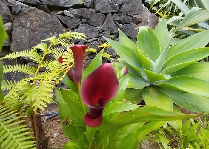 Sitio Da Assumada 度假居 *