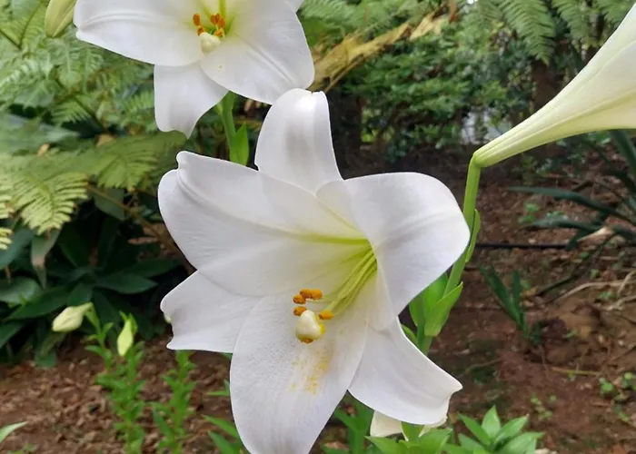 Дом отдыха Sitio Da Assumada - Eco Turismo Faja Grande